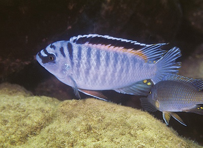 Labeotropheus fuelleborni 'Chinyankwazi Island'